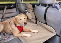 The Best Pet Barrier for Cars