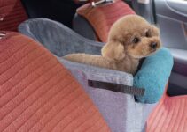 The 5 Best Console Dog Car Seats for Small and Medium Sized Dogs