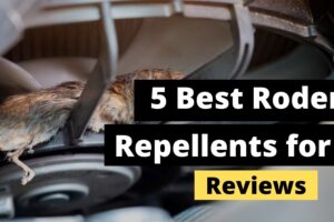 The Best Rodent Repellent for Cars
