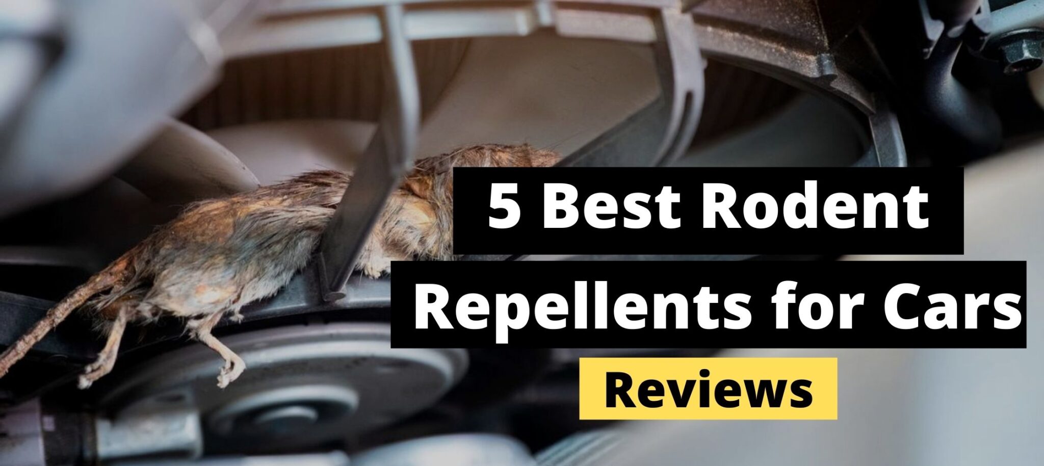 The Best Rodent Repellent for Cars